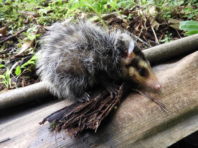 IAT alerta para época reprodutiva dos gambás - Alerta do órgão ambiental se deve ao grande número de ocorrências recebidas de animais vitimados por diversos motivos no mês de setembro. - Curitiba, 04/10/2021 - Foto: IAT