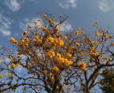 Campos de flores no Paraná encantam turistas