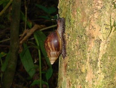 Caramujo gigante africano