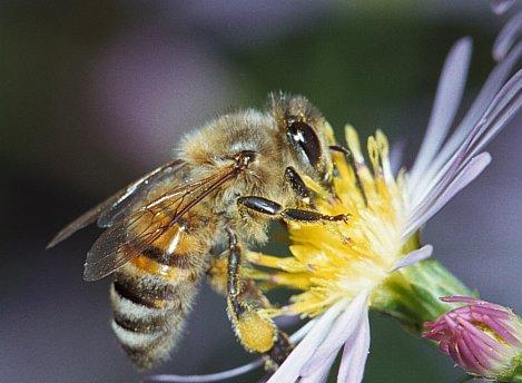 Abelha africanizada