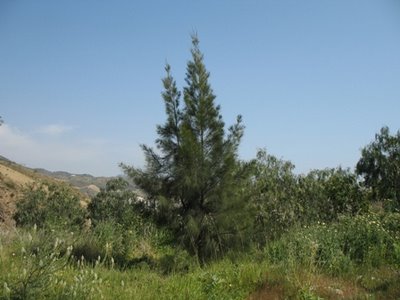 Casuarina 