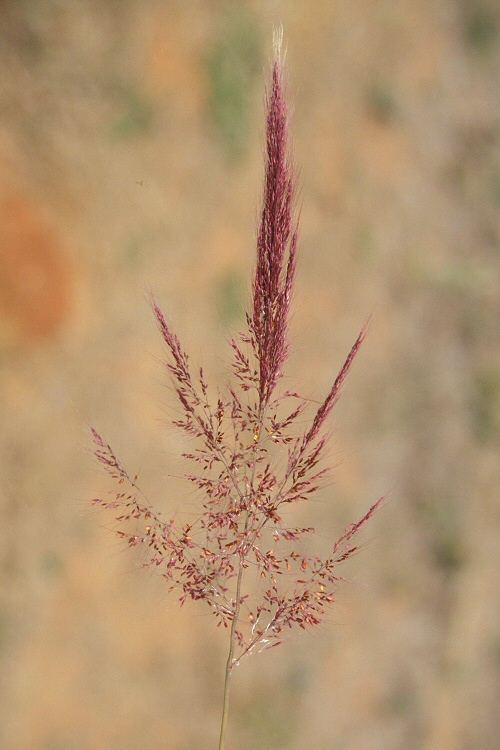 Capim-gordura 