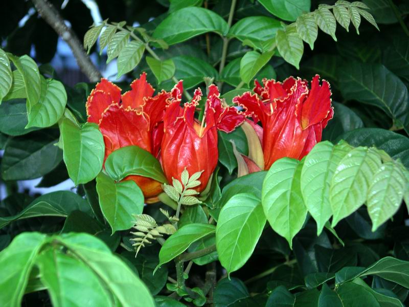 Tulipa-africana