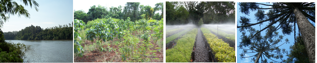 Fotos de Restauração Ecológica 