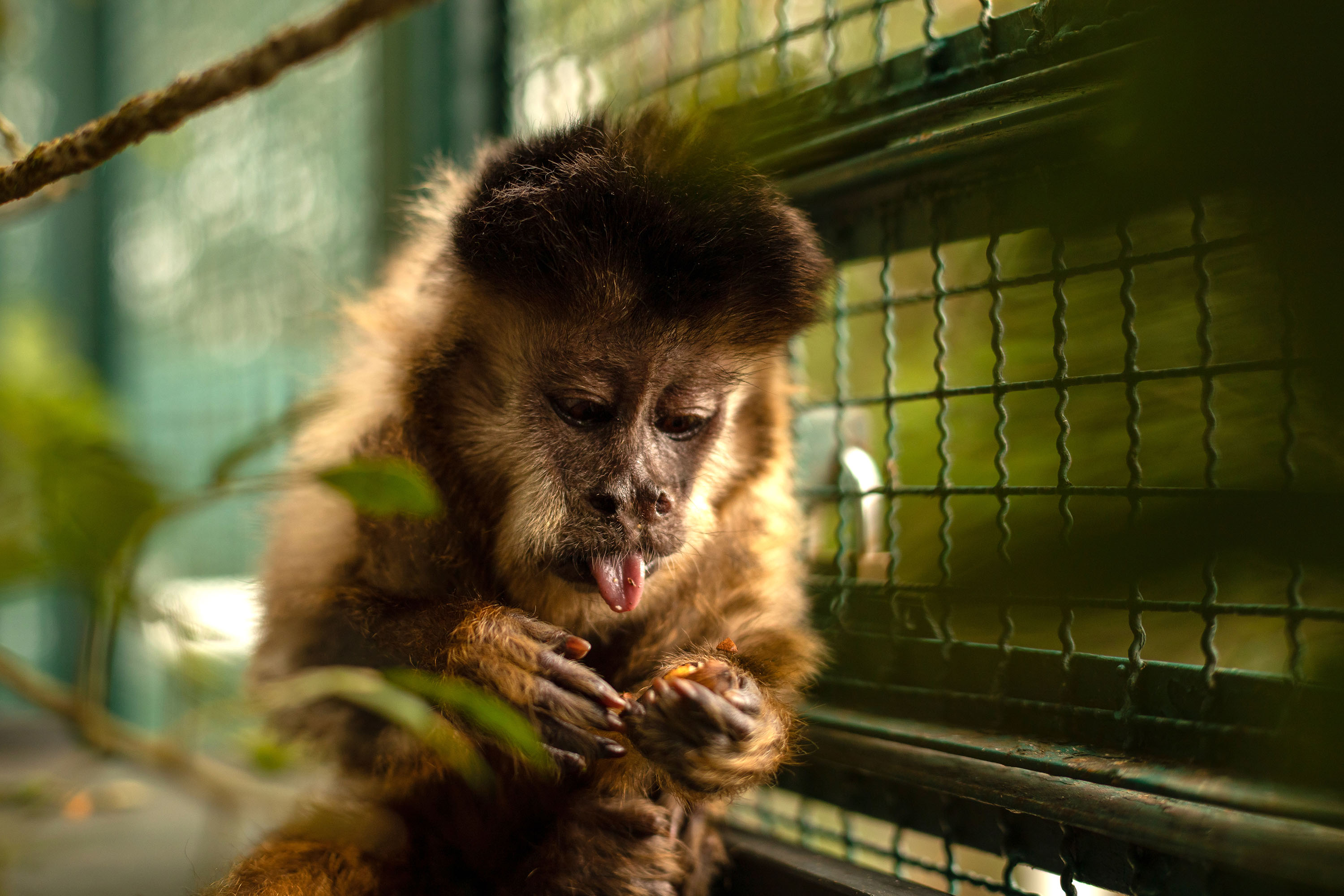 Comportamento de macaco-prego reflete ambiente em que vive, não seus genes  – AUN – Agência Universitária de Notícias