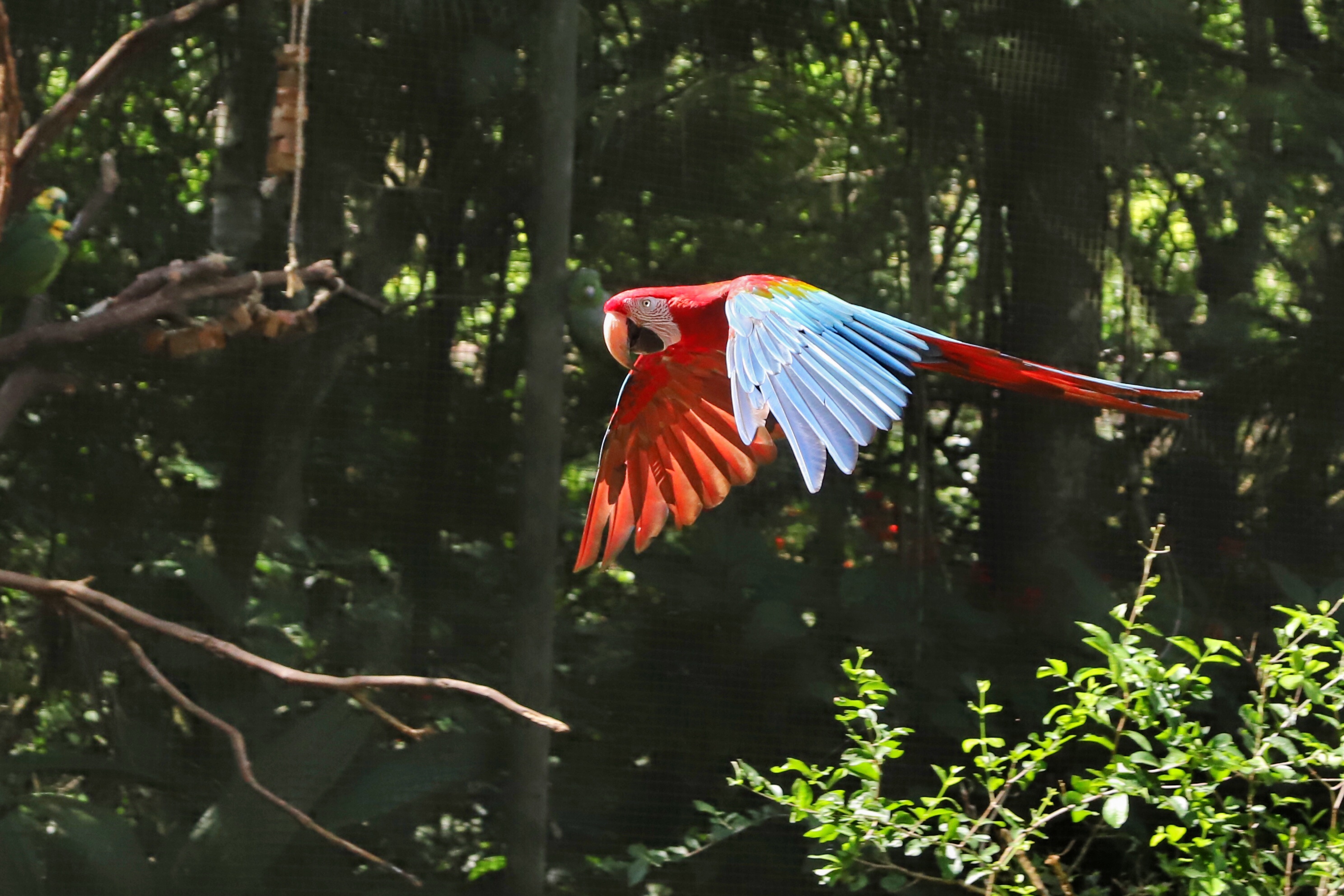AVES DIVERSAS, COLORIDAS EM VIVEIRO EM FOZ DO IGUAÇU