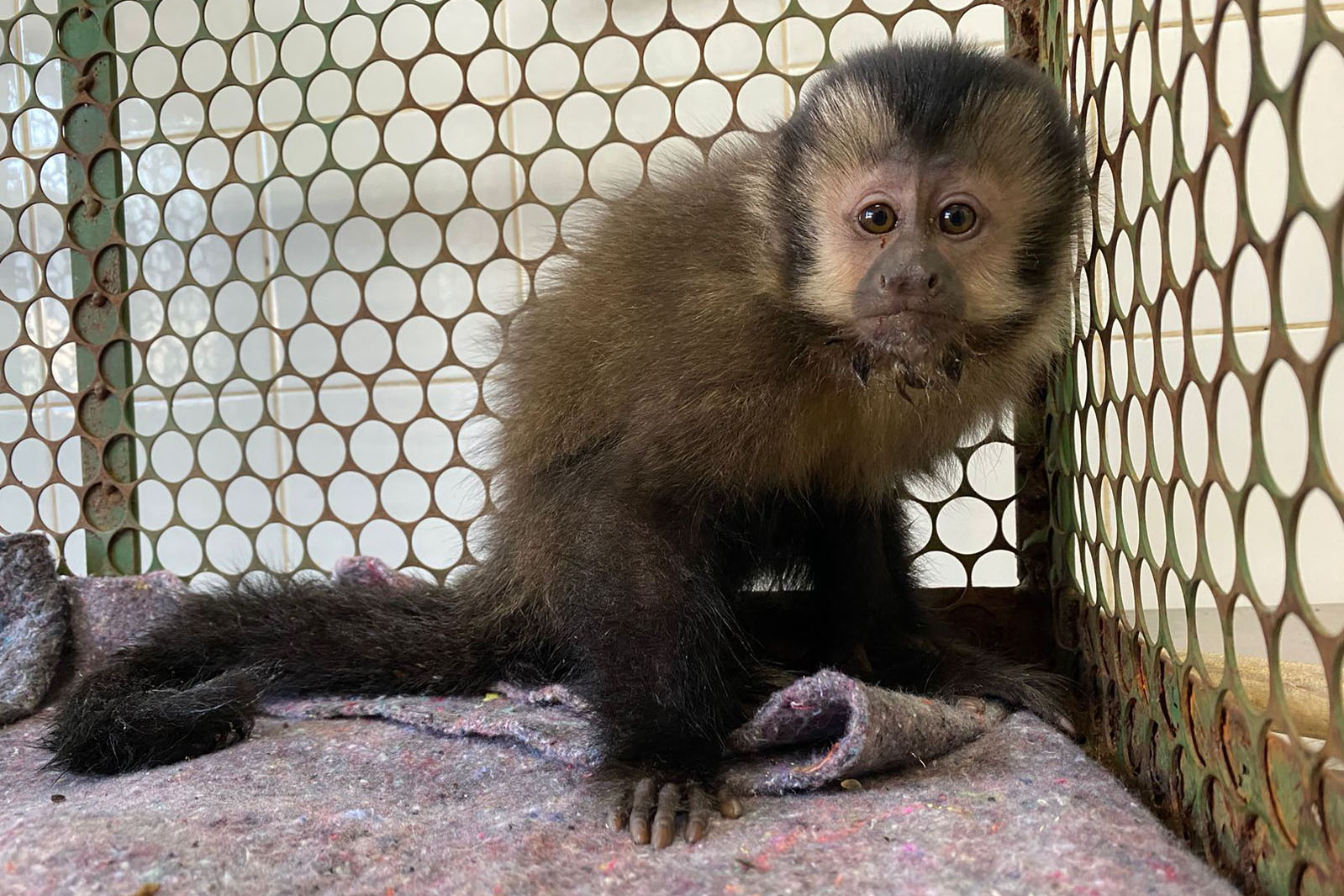 Macaco-prego ferido é resgatado pelo IAT de Cianorte e se recupera