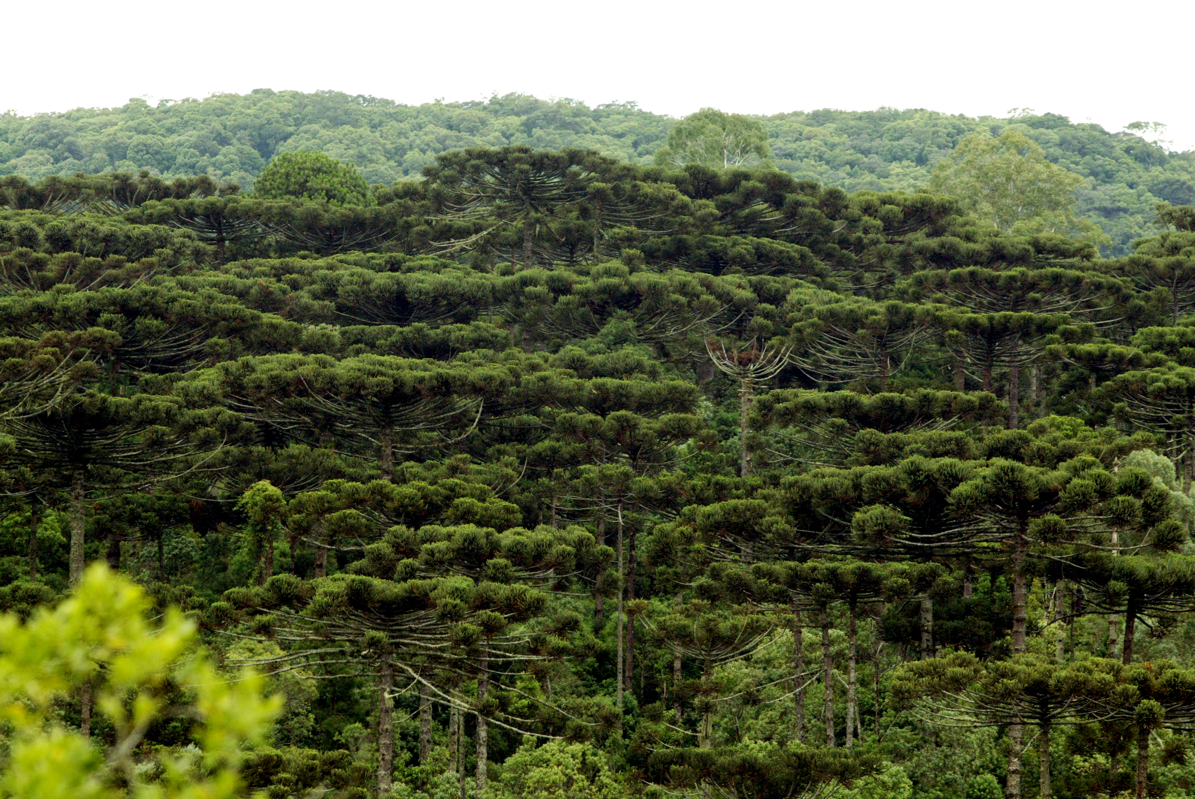 Foto de floresta de Araucárias