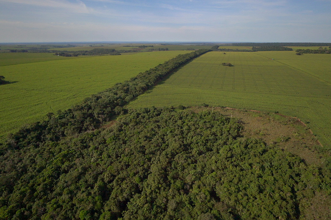 Foto de corredor verde