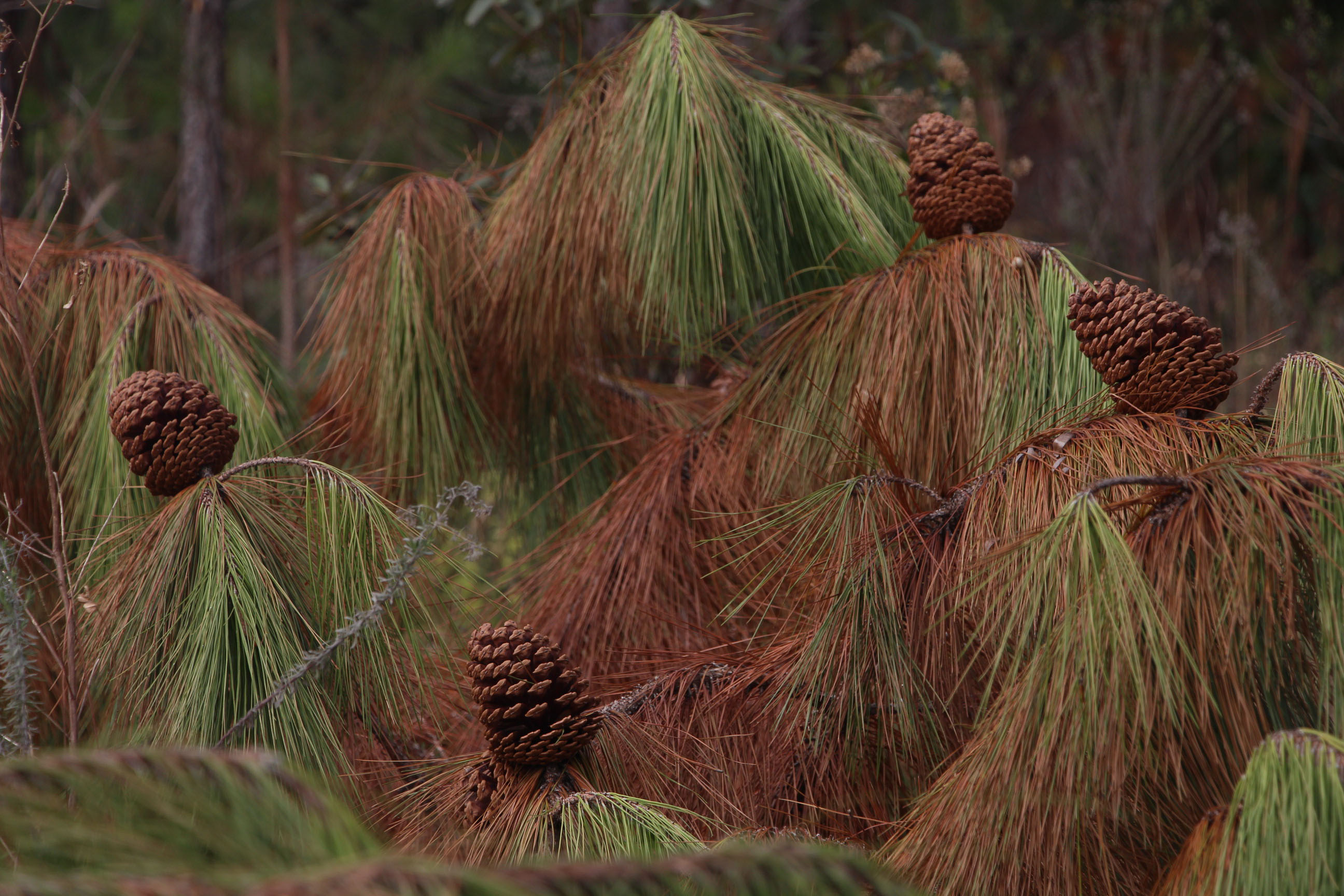 Dia do Voluntariado: IAT disponibiliza três programas para quem quer ajudar a cuidar do meio ambiente