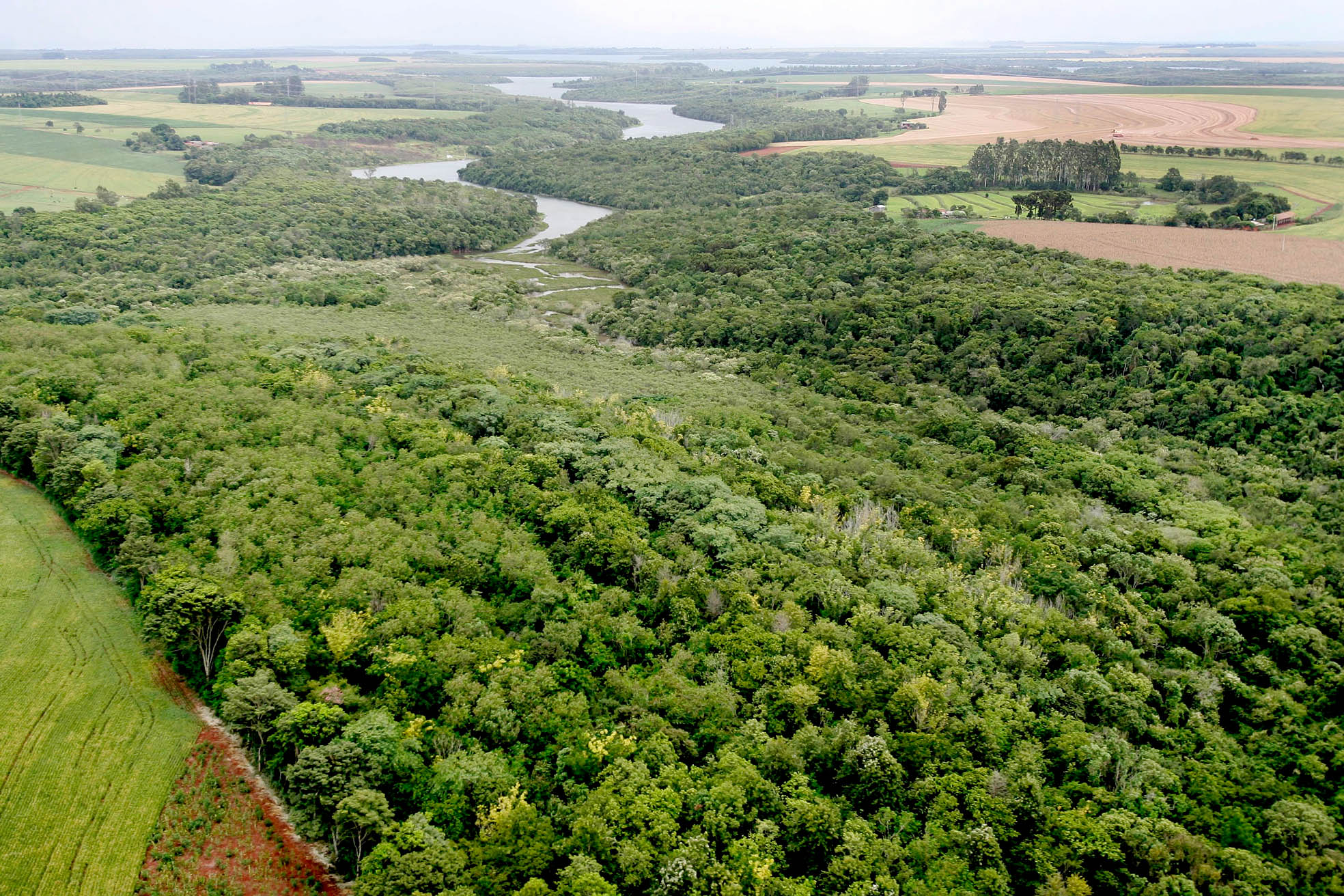 Plano geral com abundância de árvores e vegetação