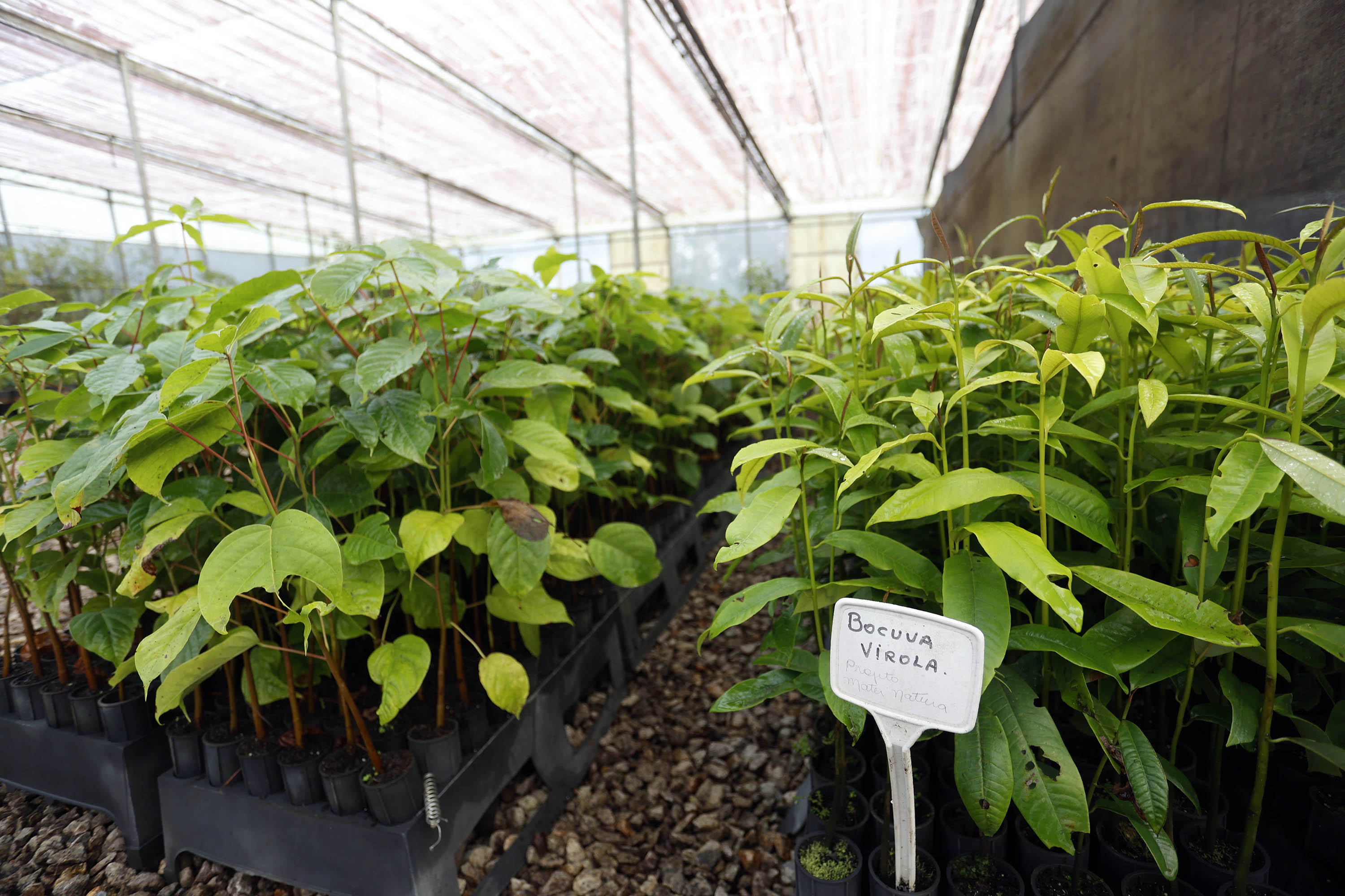 Viveiro com fileiras de mudas