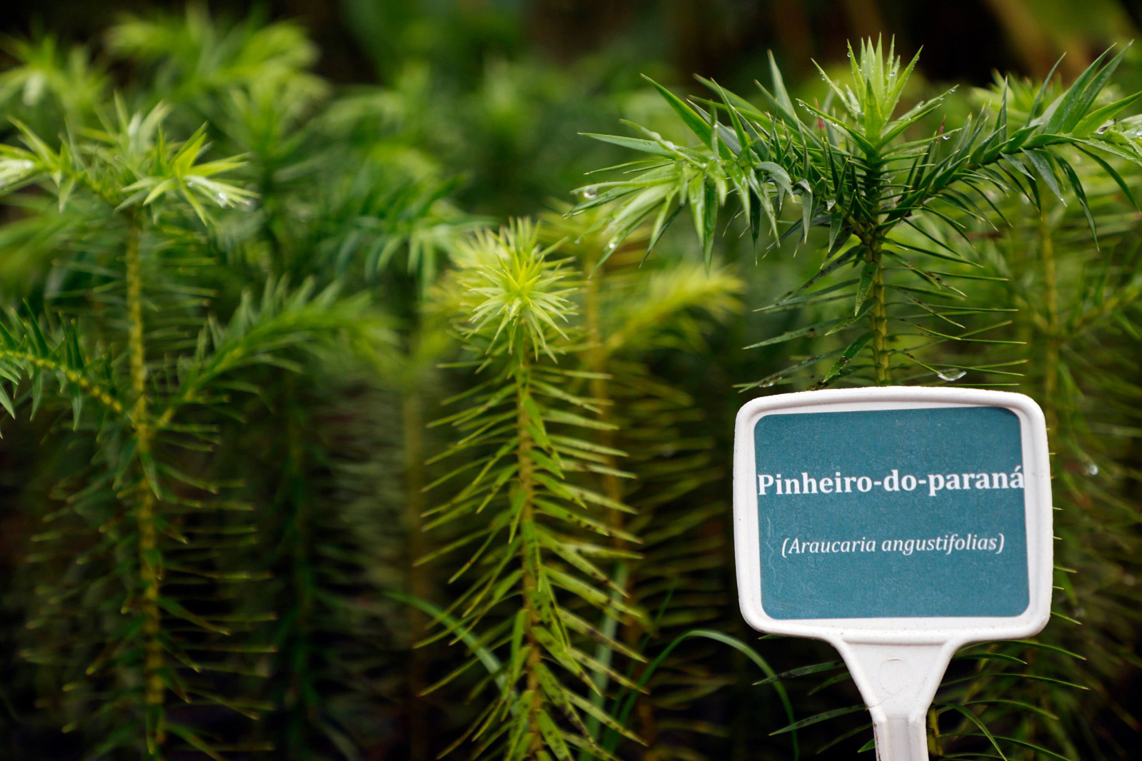 Mudas de pinheiro-do-paraná