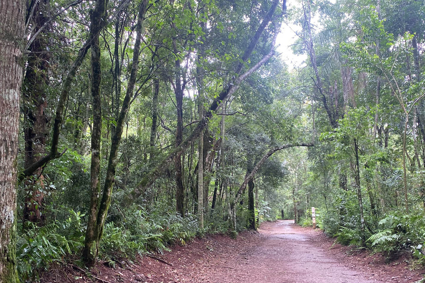 Trilha por entre a mata do Parque Estadual Cabeça do Cachorro.