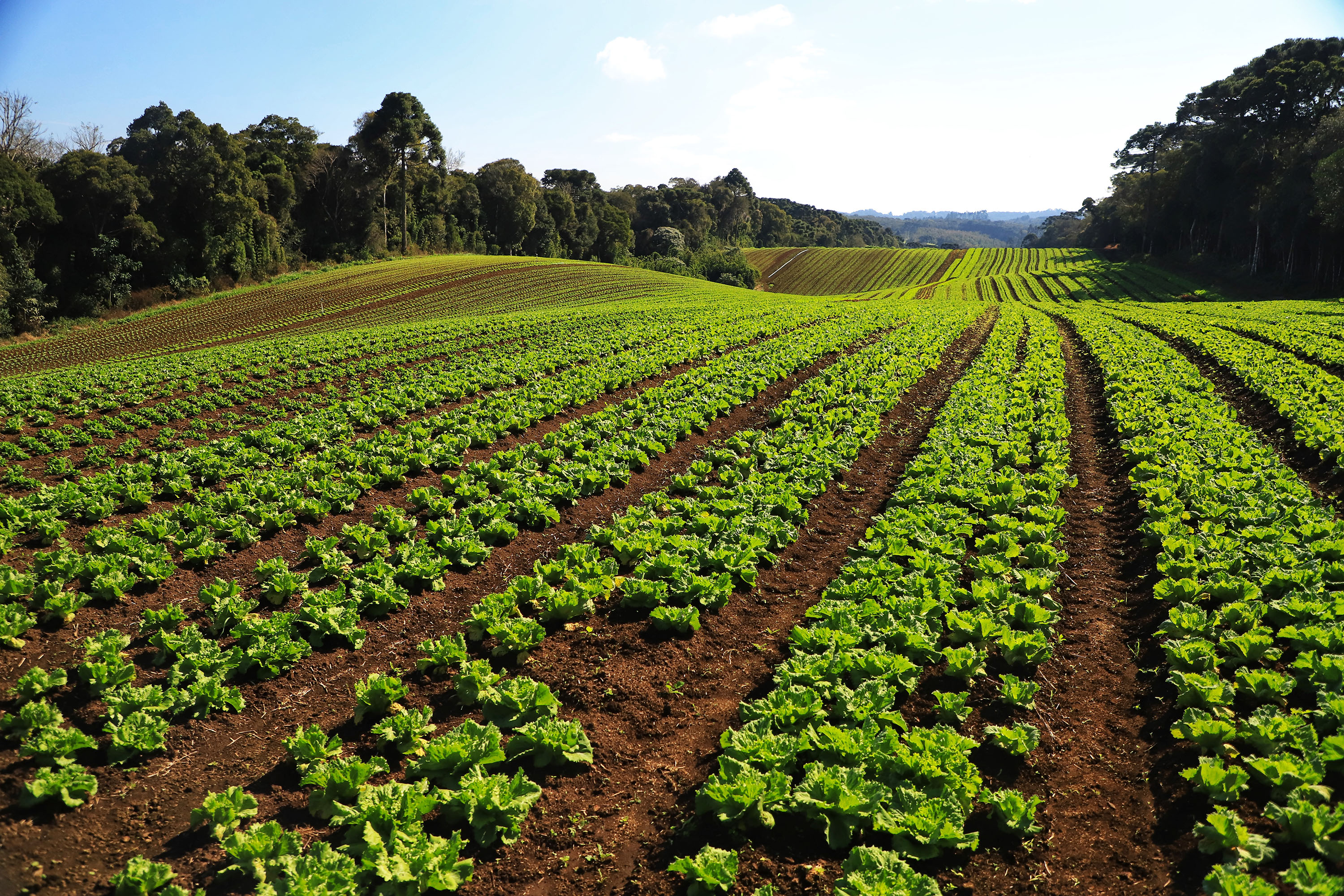 Foto de plantação de baixo risco