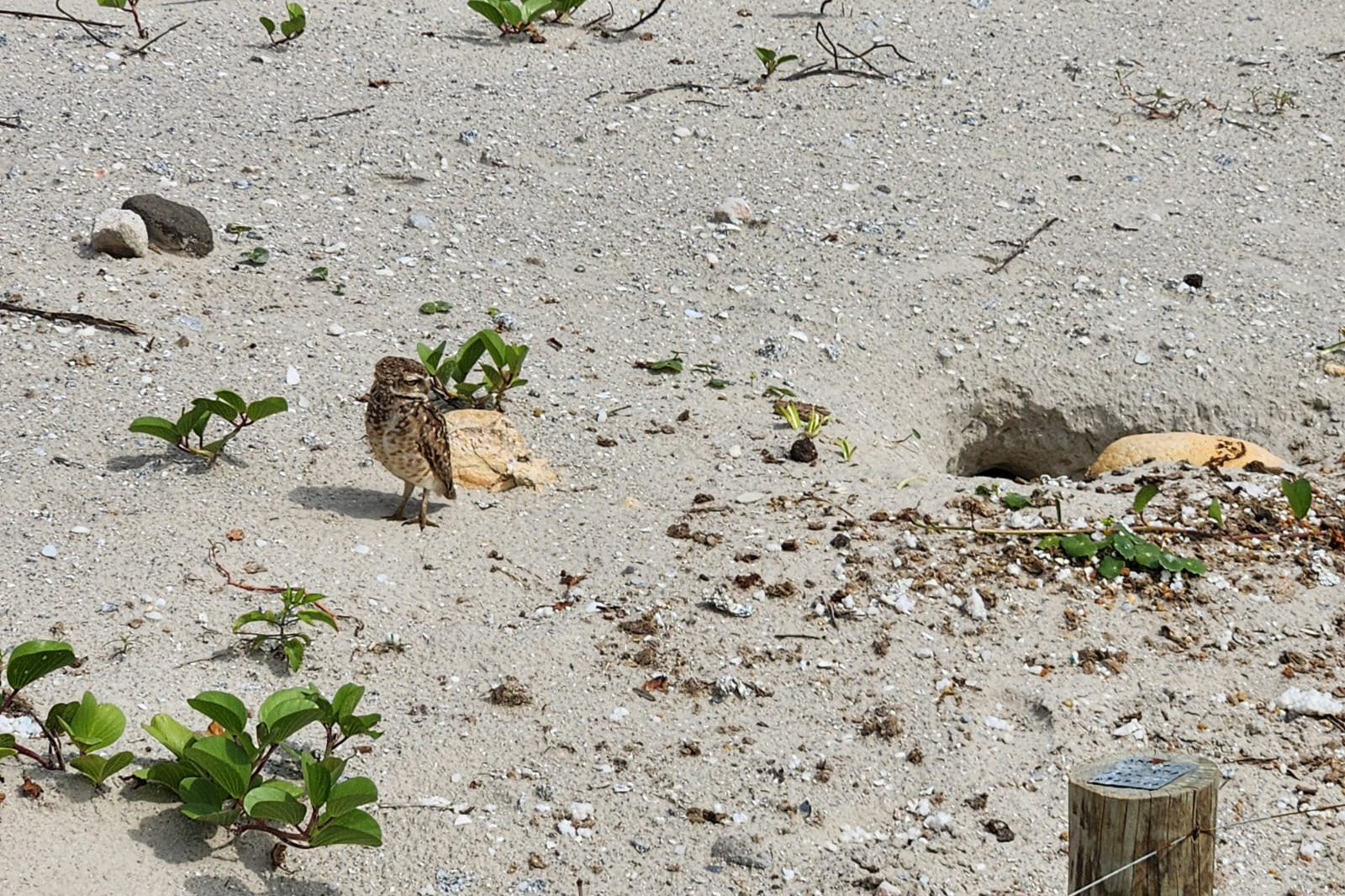Coruja em meio a praia