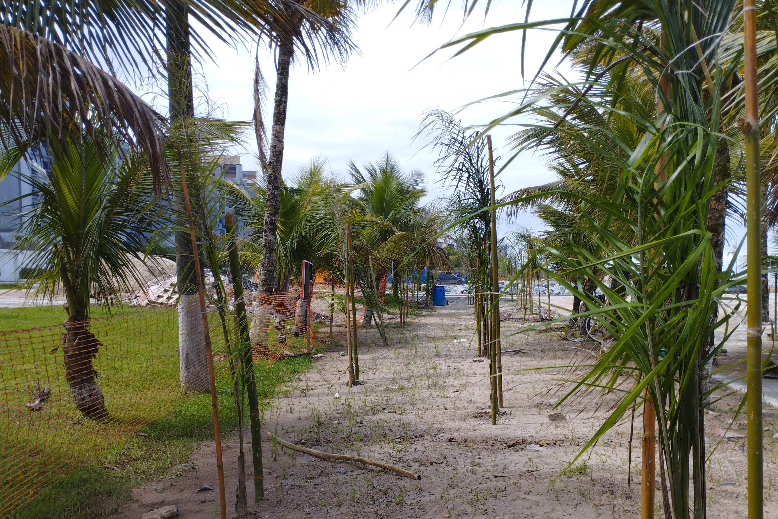 Foto de árvores plantadas na orla