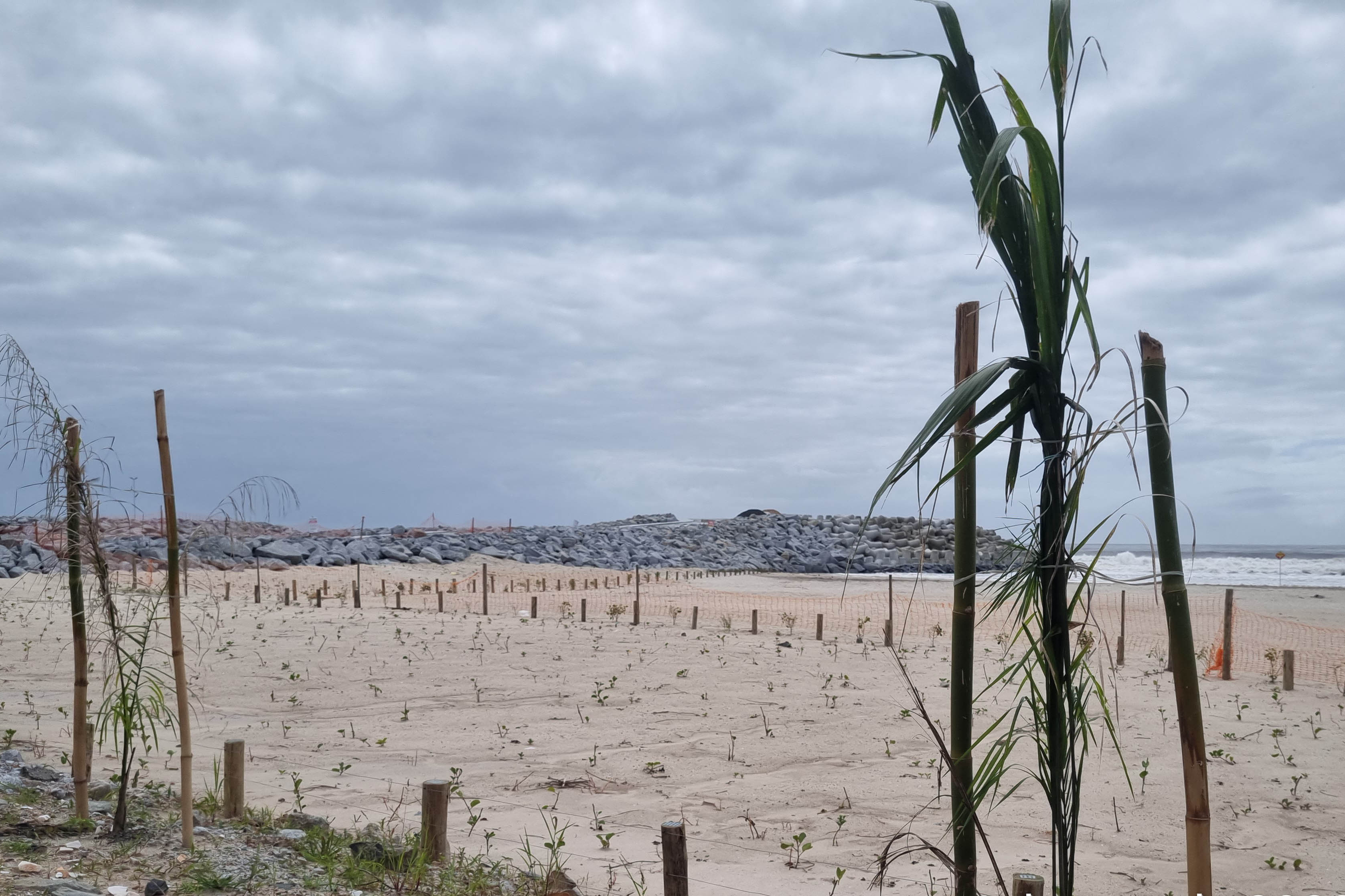 Foto de árvores plantadas na orla