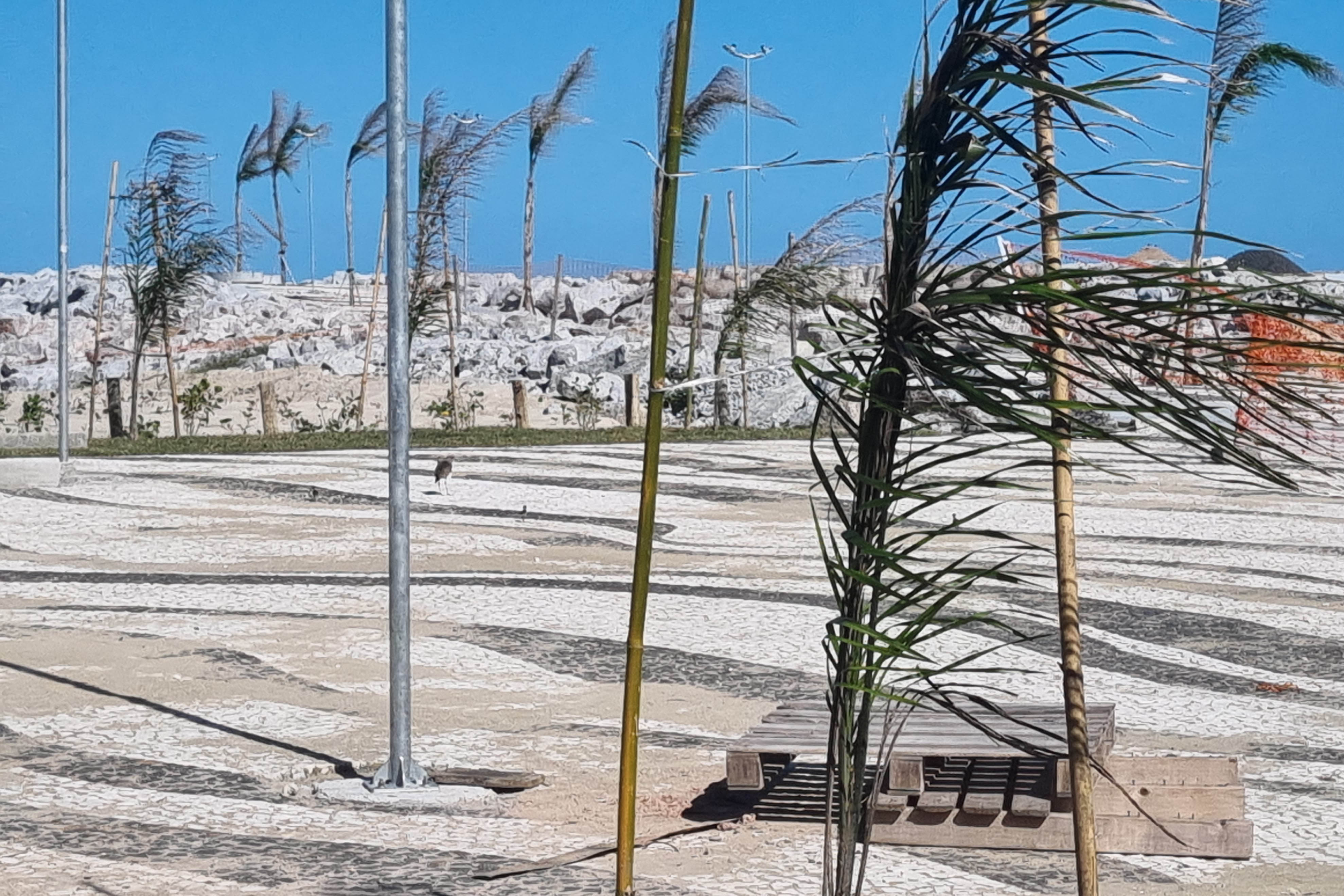 Foto de árvores plantadas na orla