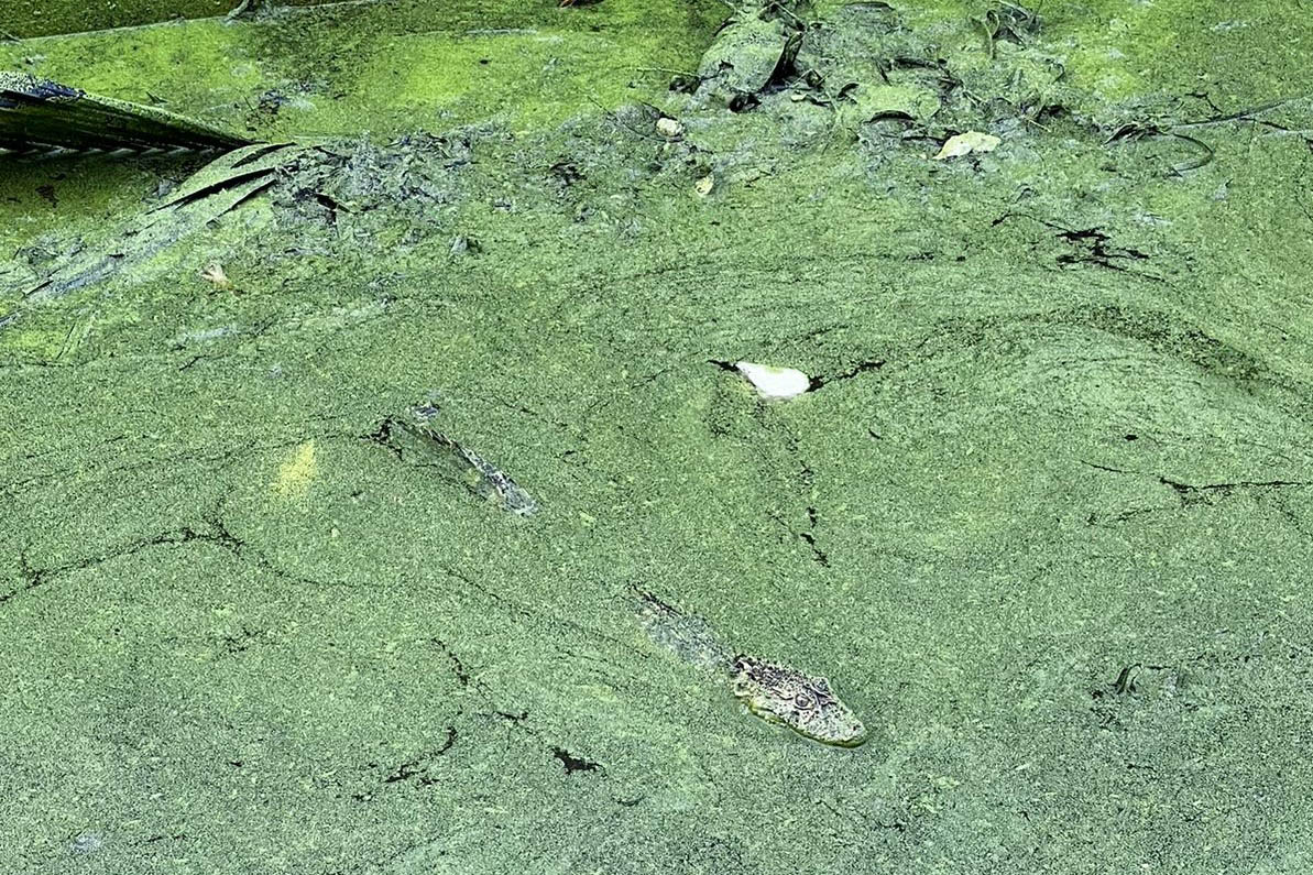 Foto de jacaré sendo devolvido à natureza