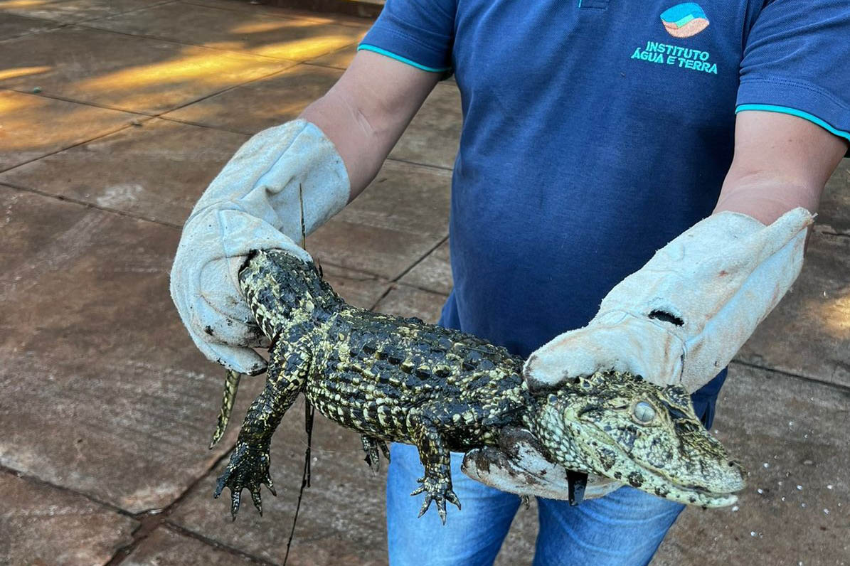 Foto de jacaré sendo devolvido à natureza