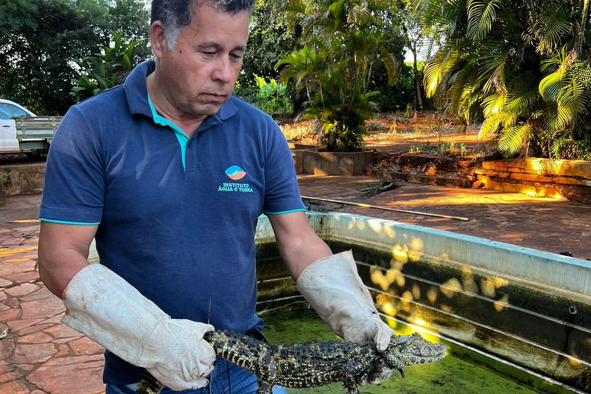 Foto de jacaré sendo devolvido à natureza