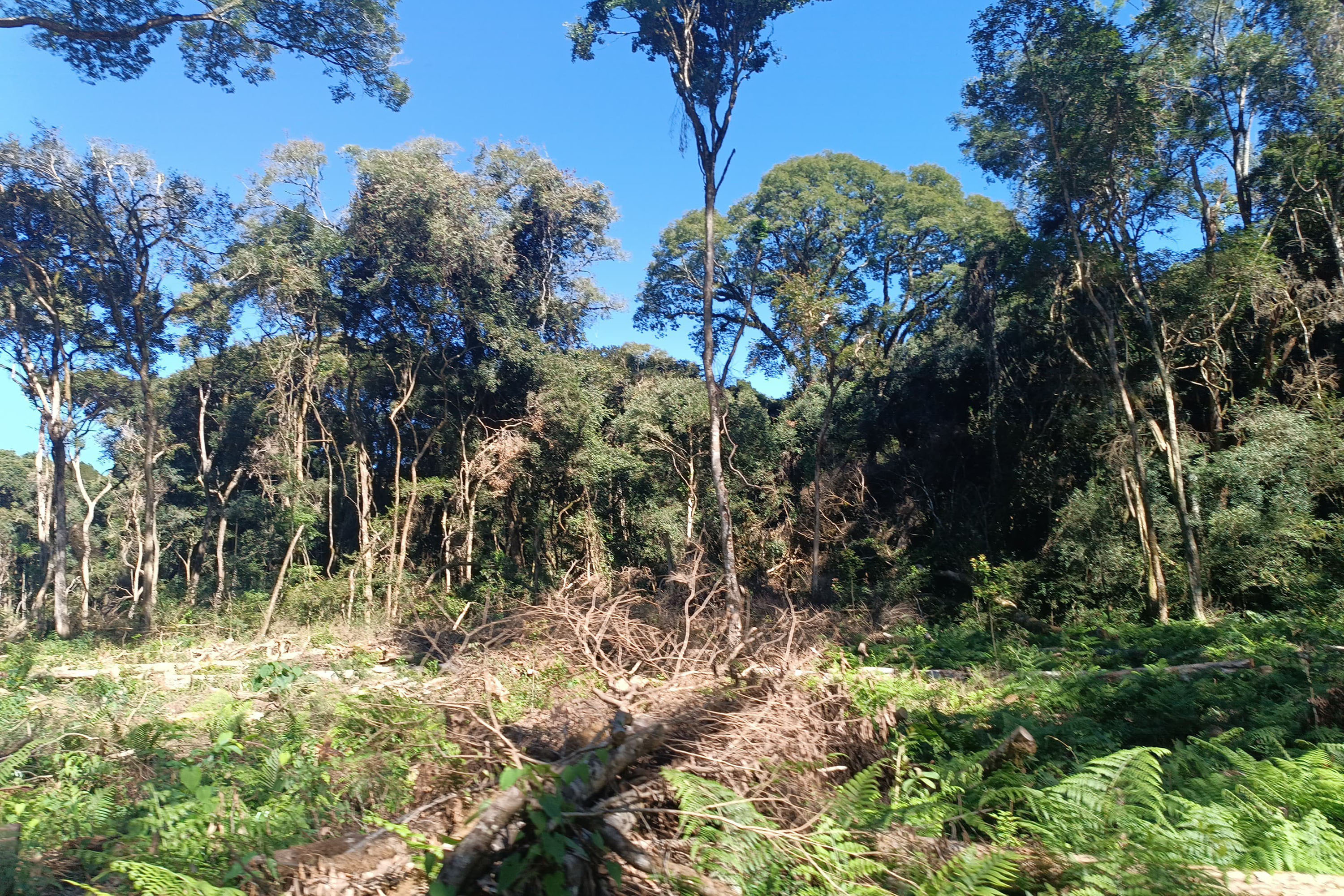 Foto de área desmatada