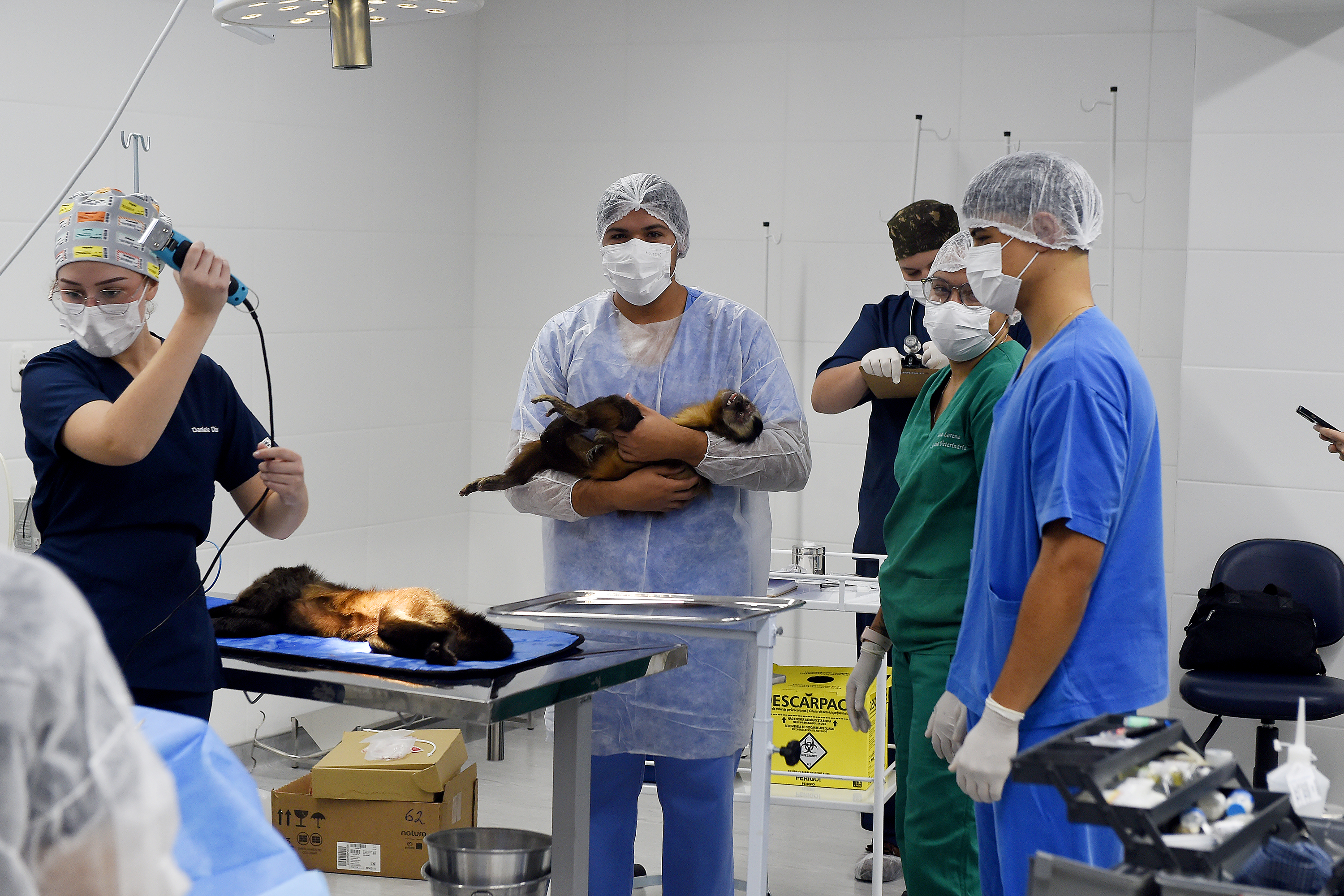 Foto de macacos passando por avaliação médica