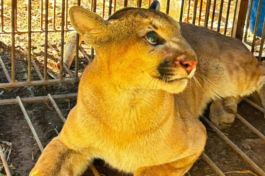 Em menos de uma semana, IAT captura e solta segunda onça-parda em Marialva