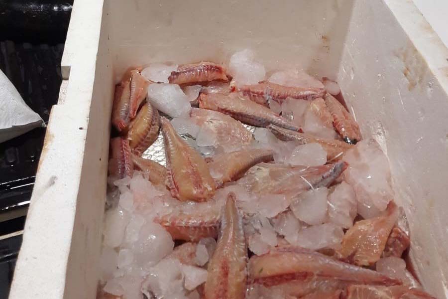 Foto de peixes apreendidos em operação