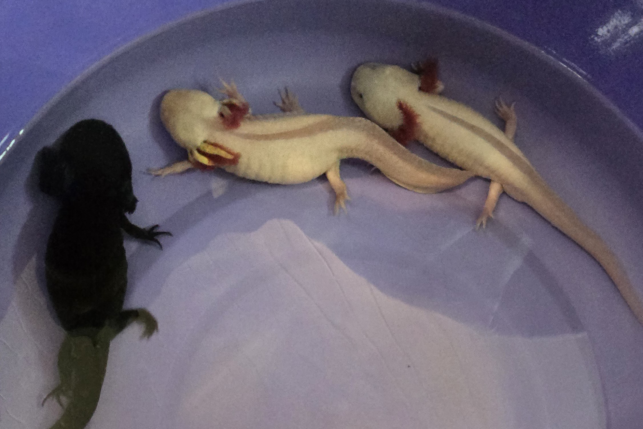 Foto de axolote resgatado