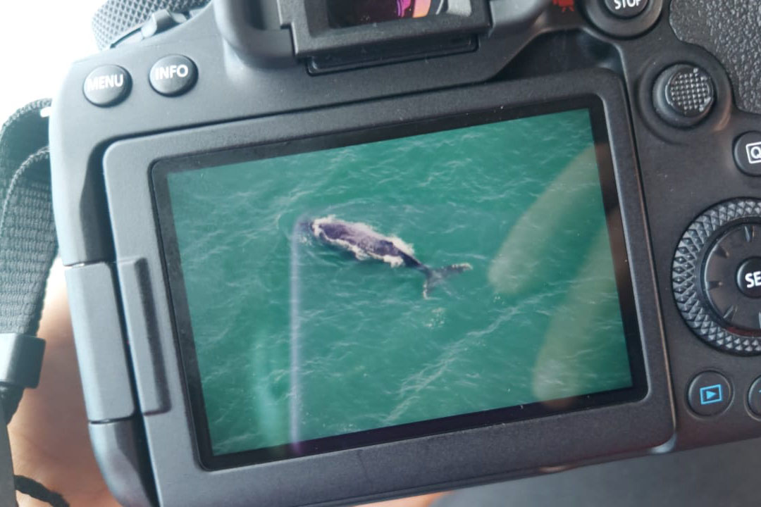 Foto aérea de golfinhos no mar