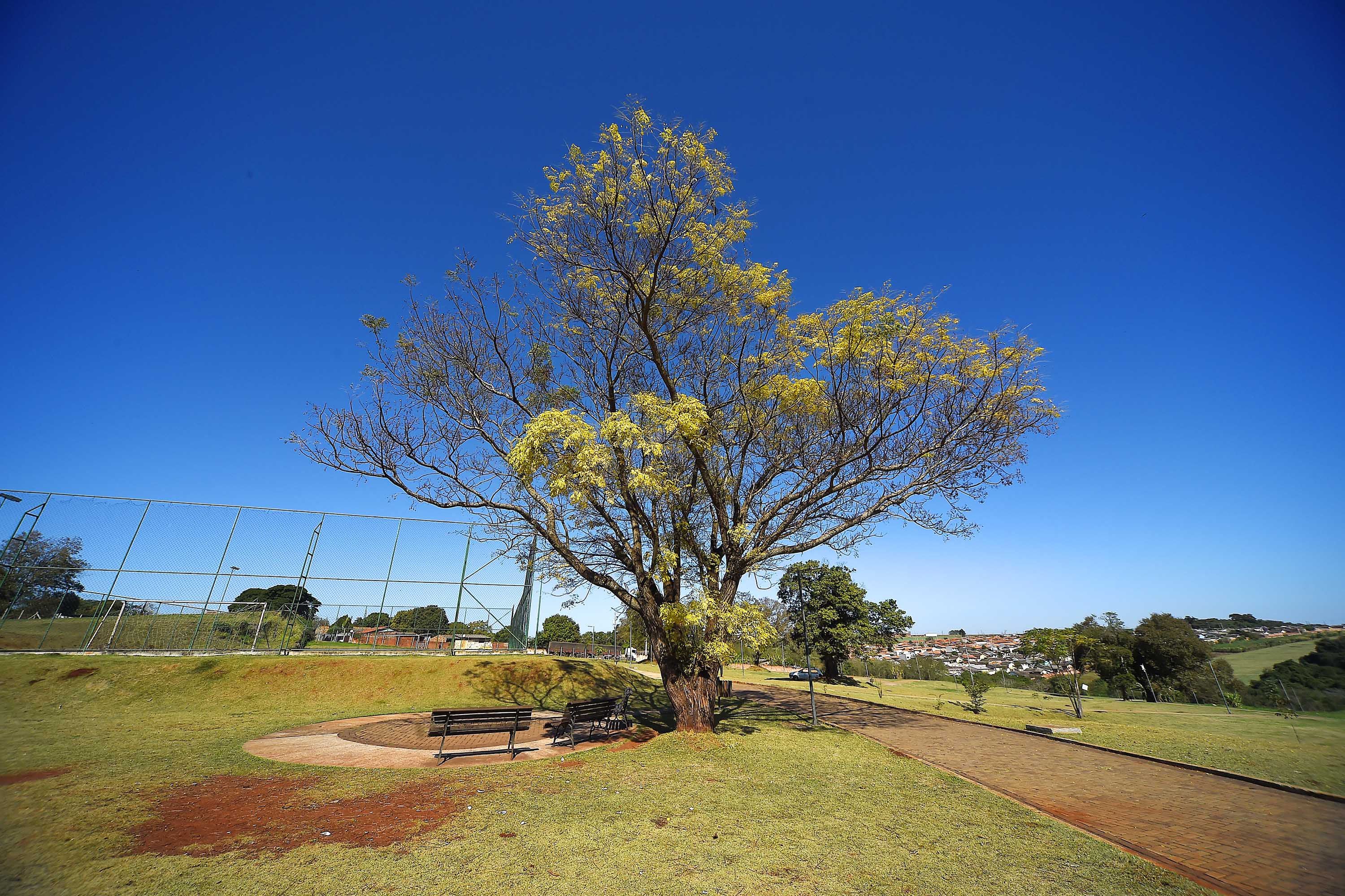 Fotos de árvores e vegetação em ambientes urbanos