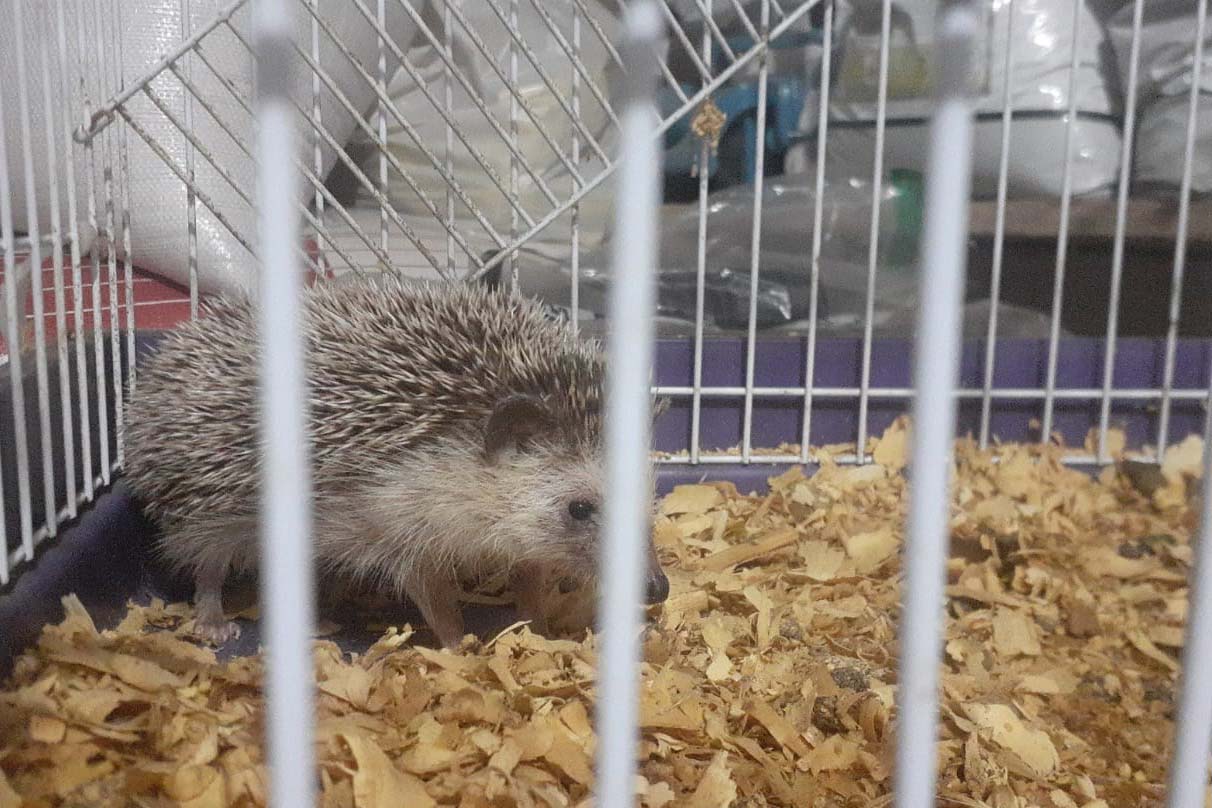 Foto de ouriço resgatado em apreensão
