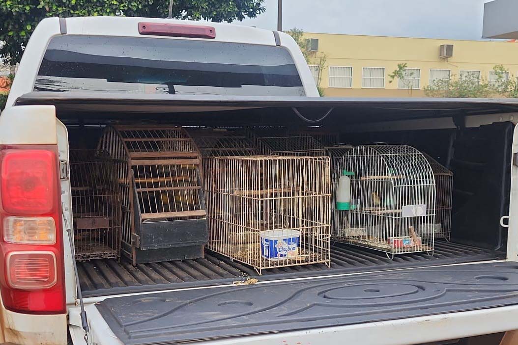 Foto de pássaros apreendidos em operação
