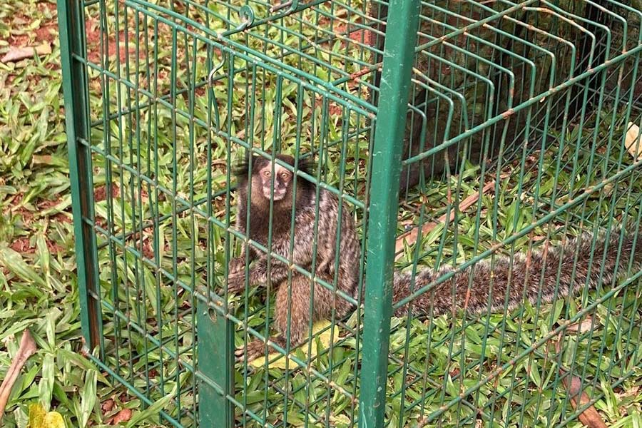 Foto de sagui resgatado