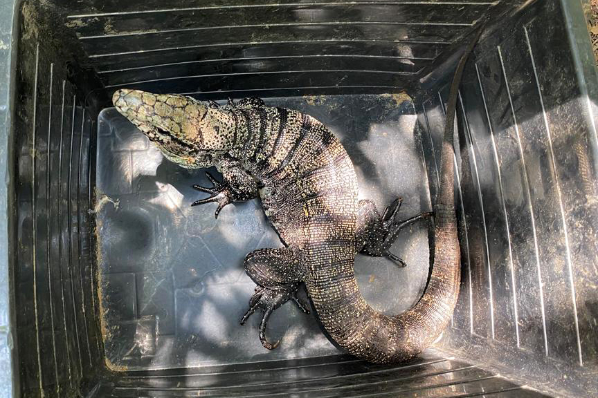 Foto de Lagarto Teiú