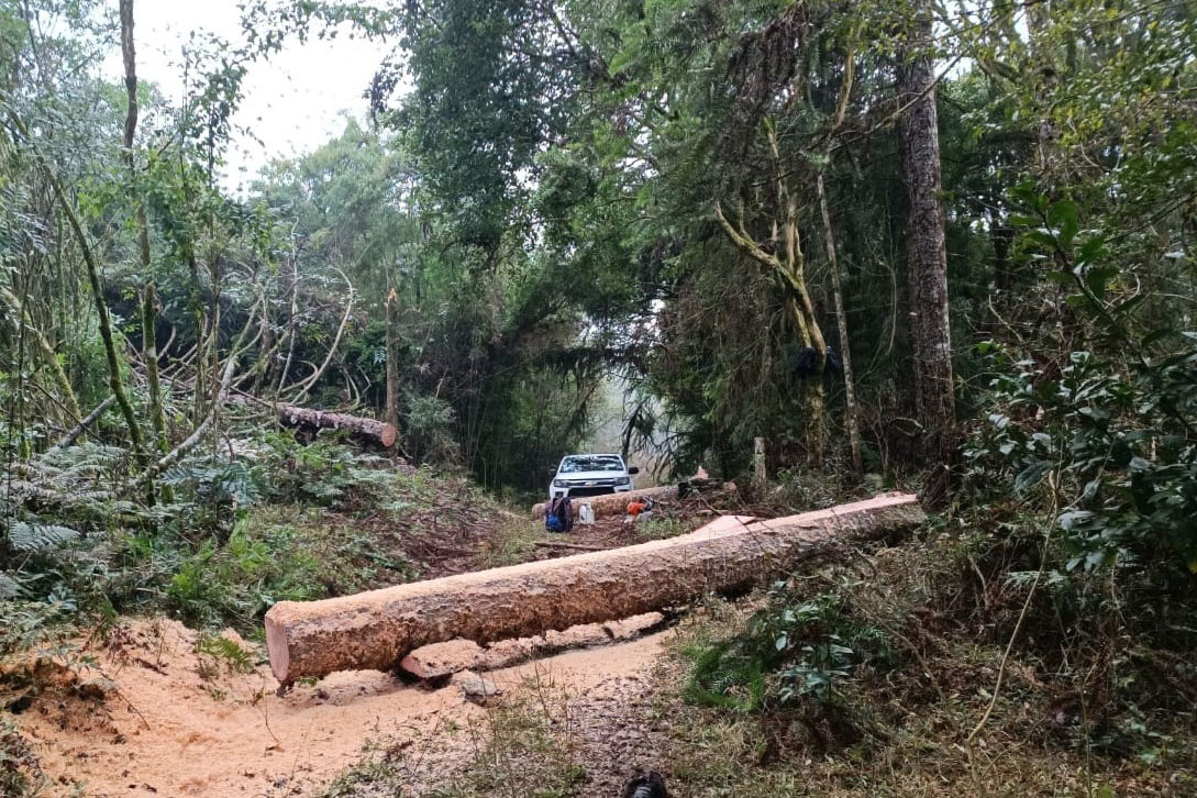 Foto de florestas do Paraná
