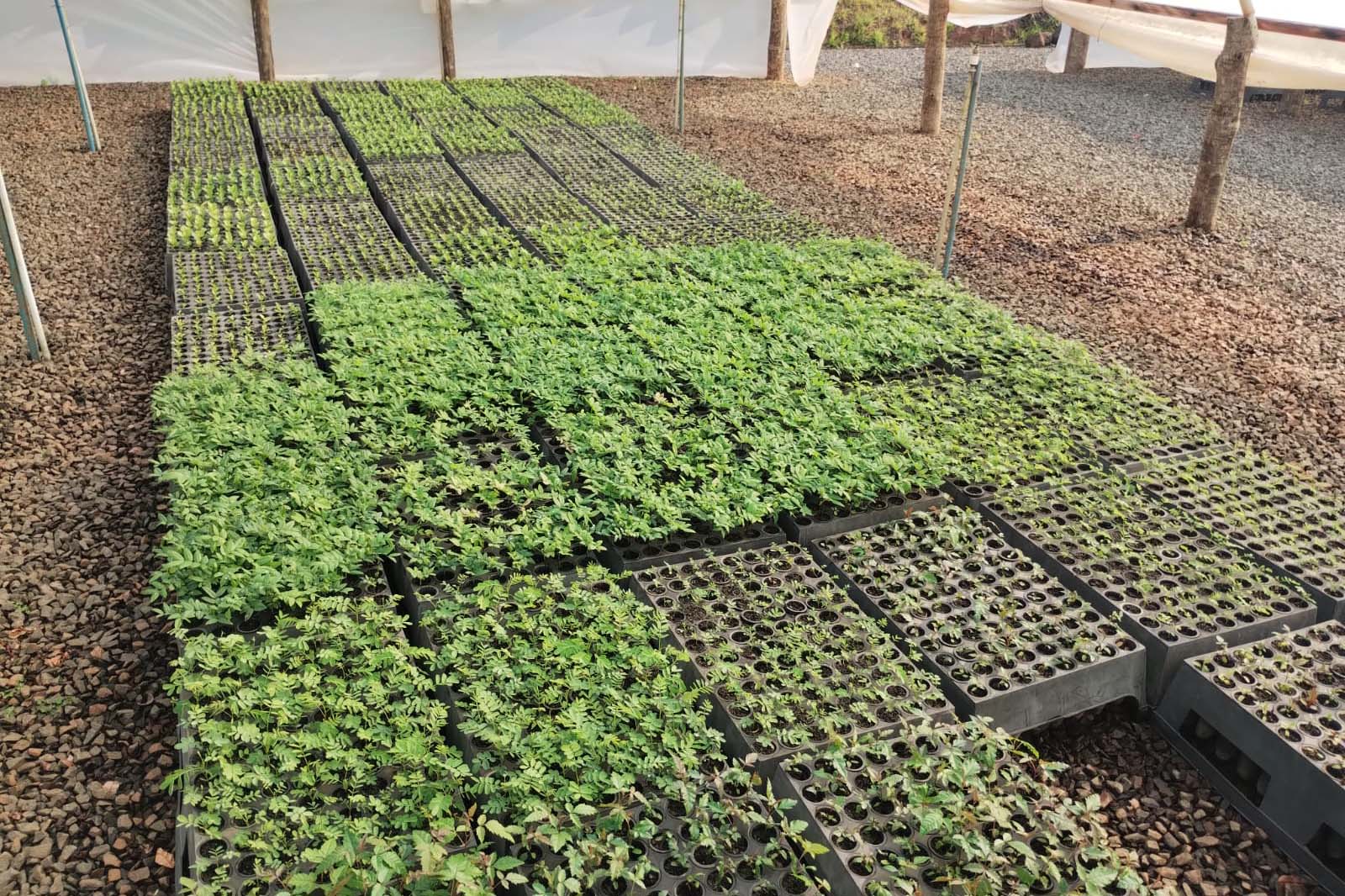 Fotos de mudas de viveiro