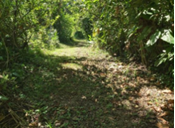 RPPN Rio Cachoeira (Antonina/PR)