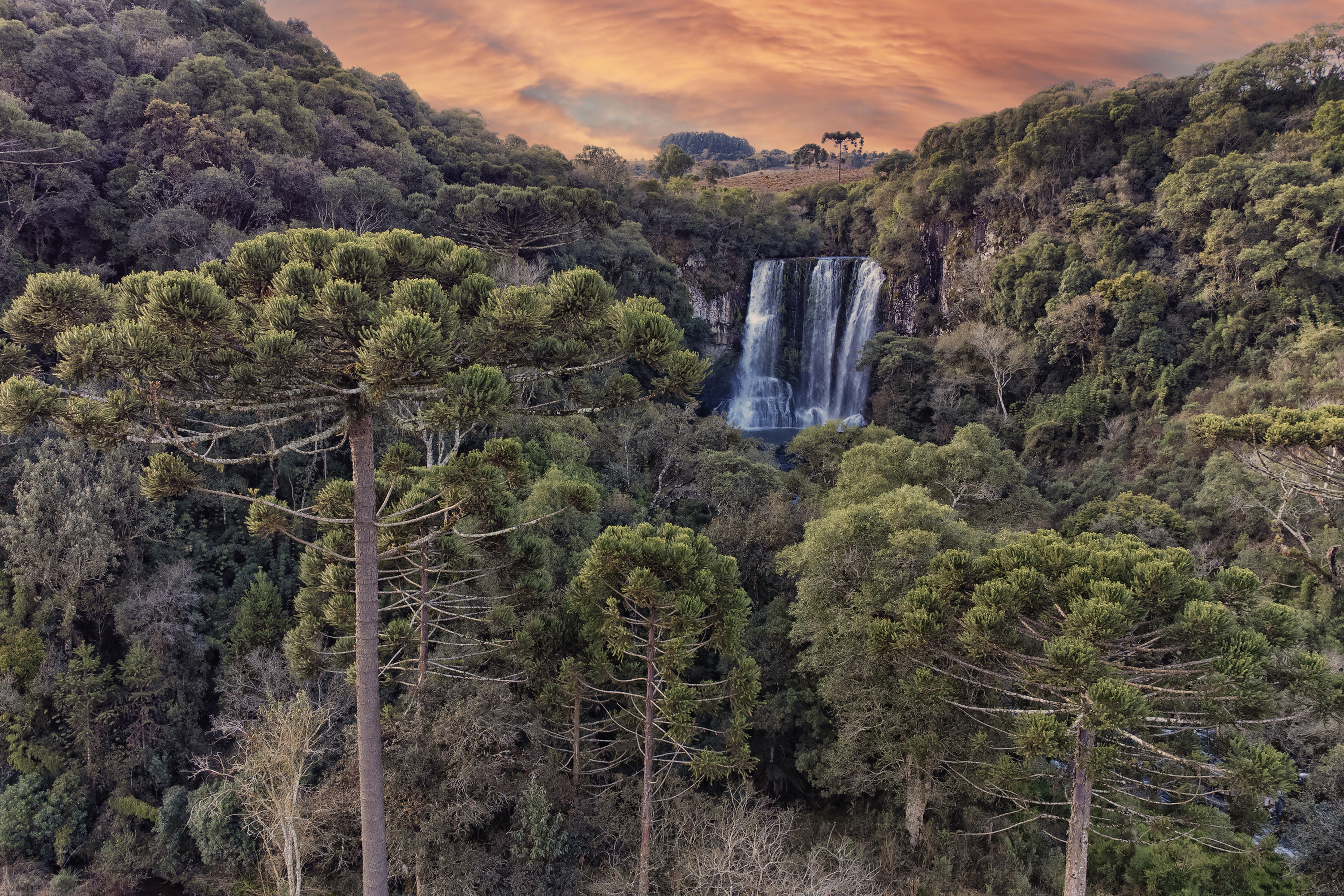 Foto de paisagem da Mata Atlântica do Paraná