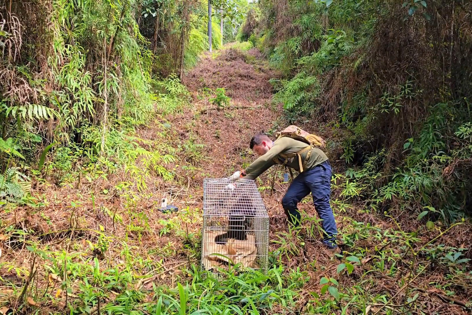 Foto de soltura do bugio