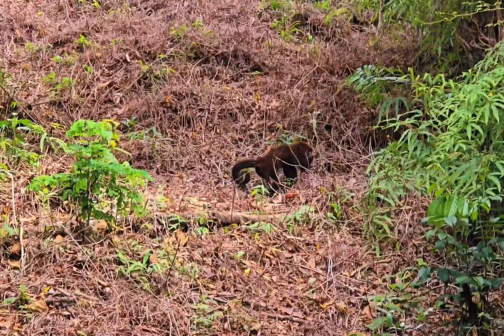 Foto de soltura do bugio