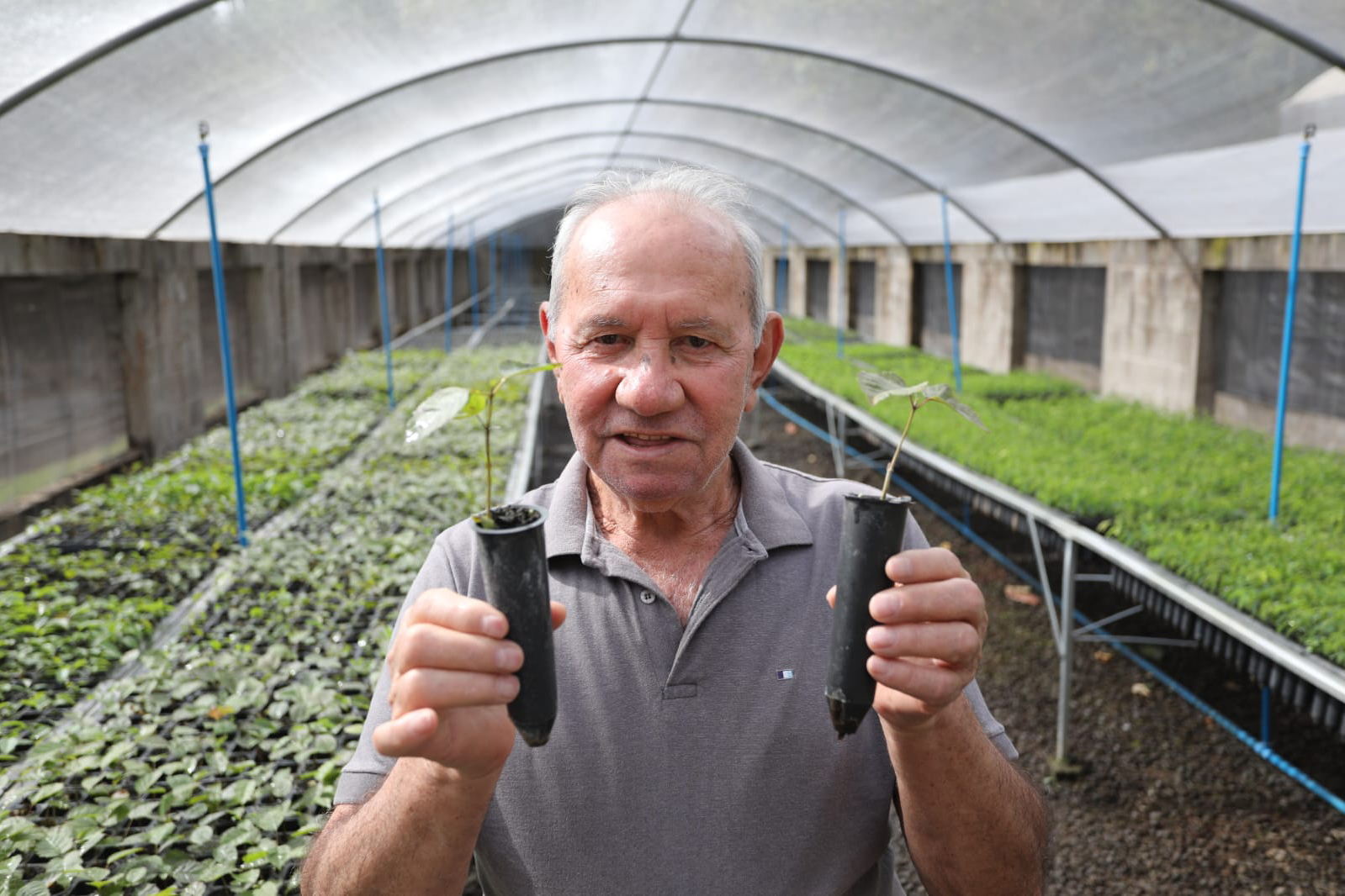 200 mil mudas por ano: Estado inaugura novas instalações do viveiro florestal de Ibiporã