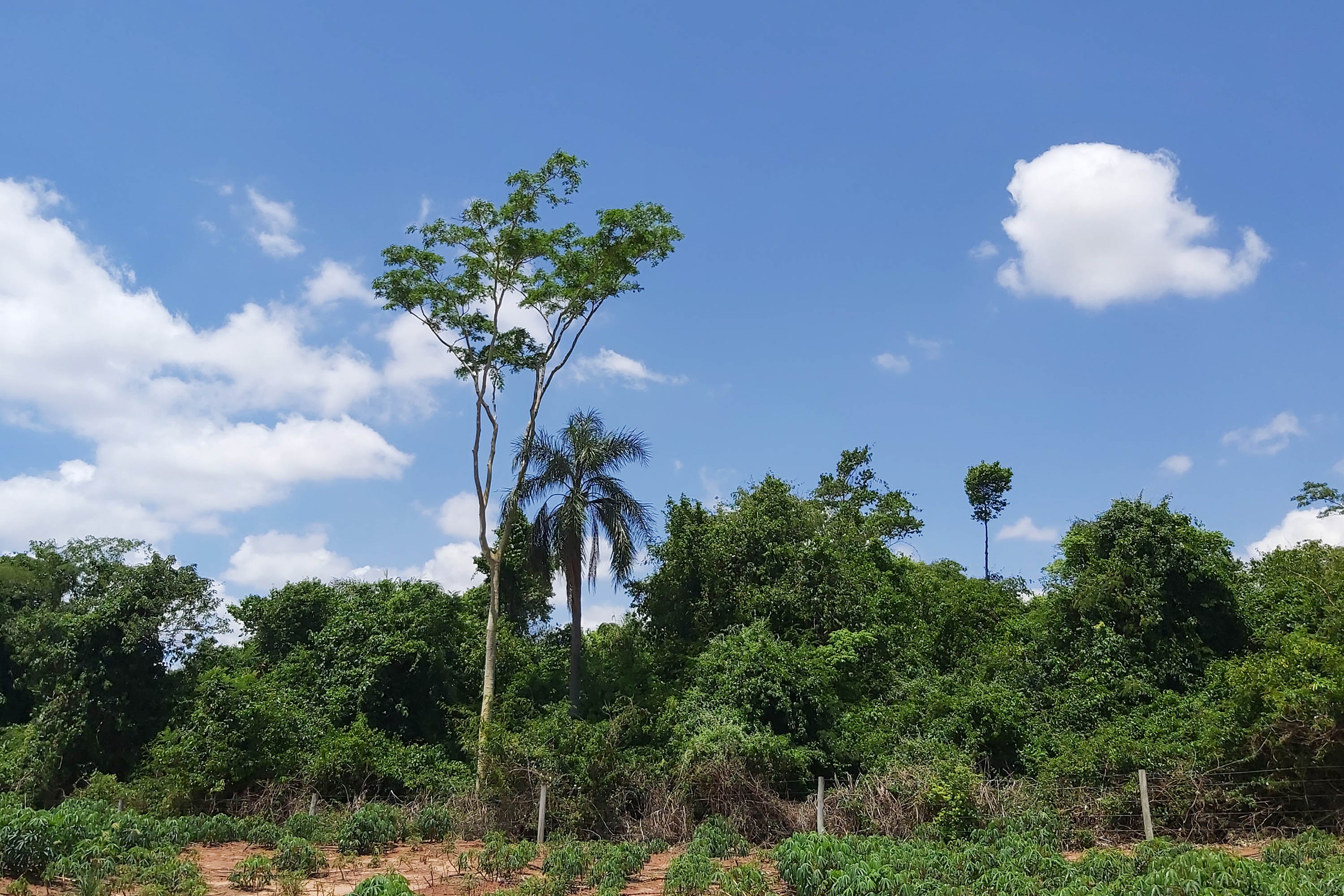 Créditos de Biodiversidade: edital para inscrição de RPPNs vai até 1º de outubro