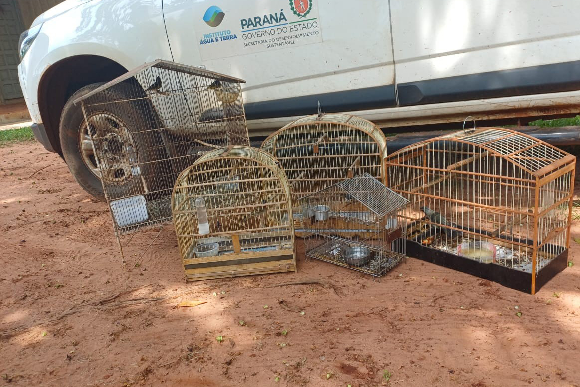 IAT resgata seis aves silvestres de criadouro irregular em Umuarama