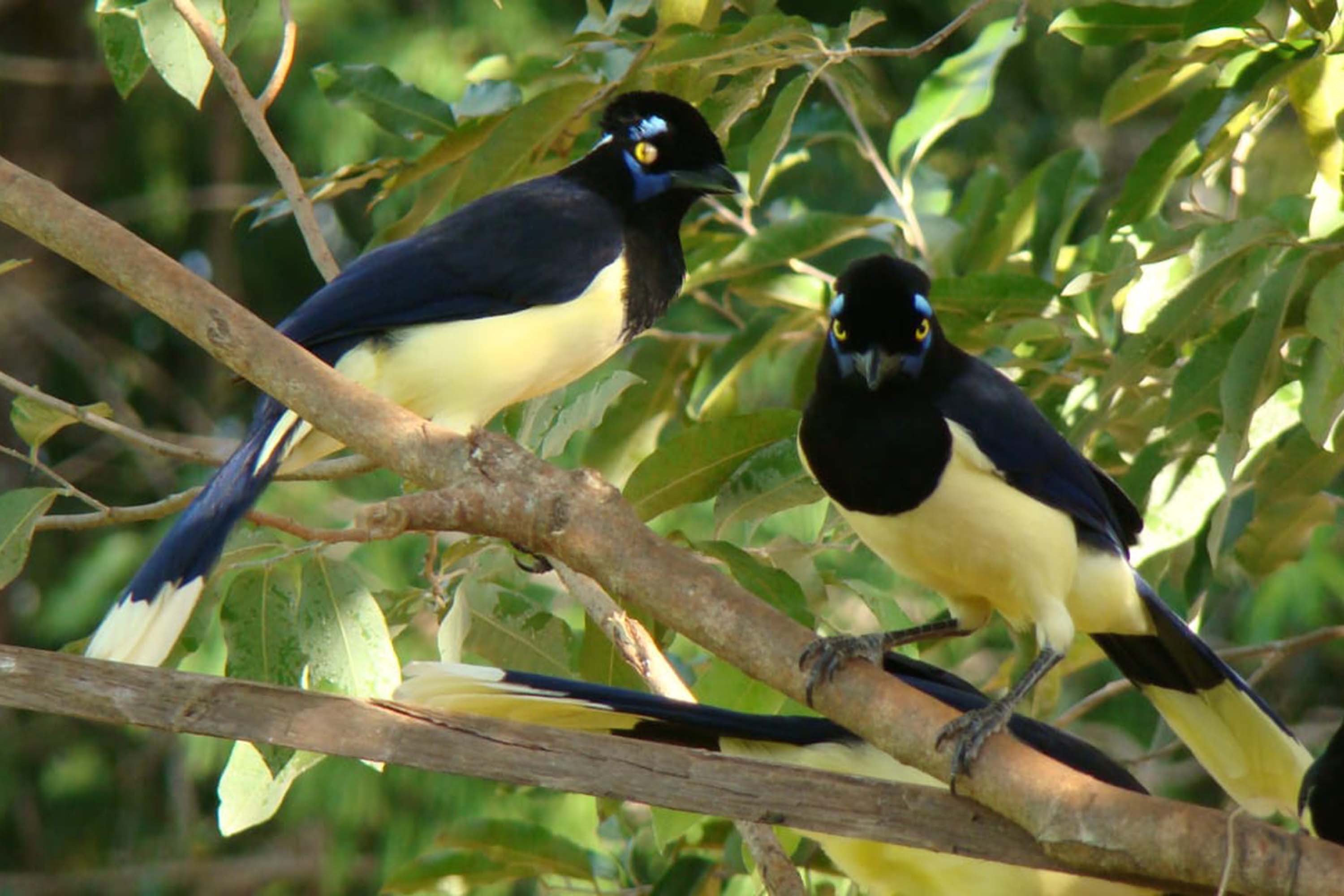 Vila Velha estreia observação de pássaros e Ponta Grossa entra na rota do birdwatching