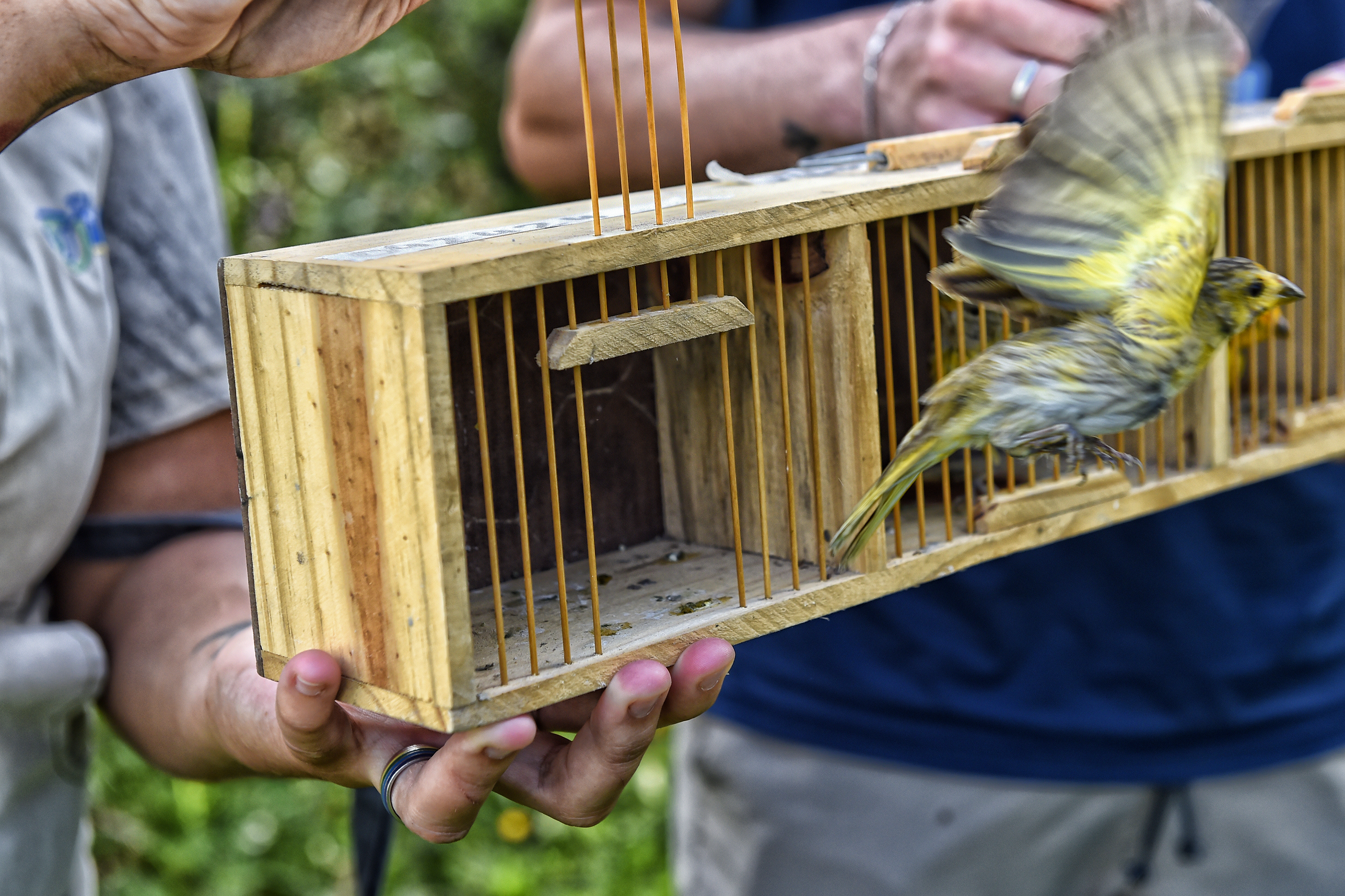 Após reabilitação e testes de voo, IAT devolve à natureza seis pássaros em Pontal do Paraná