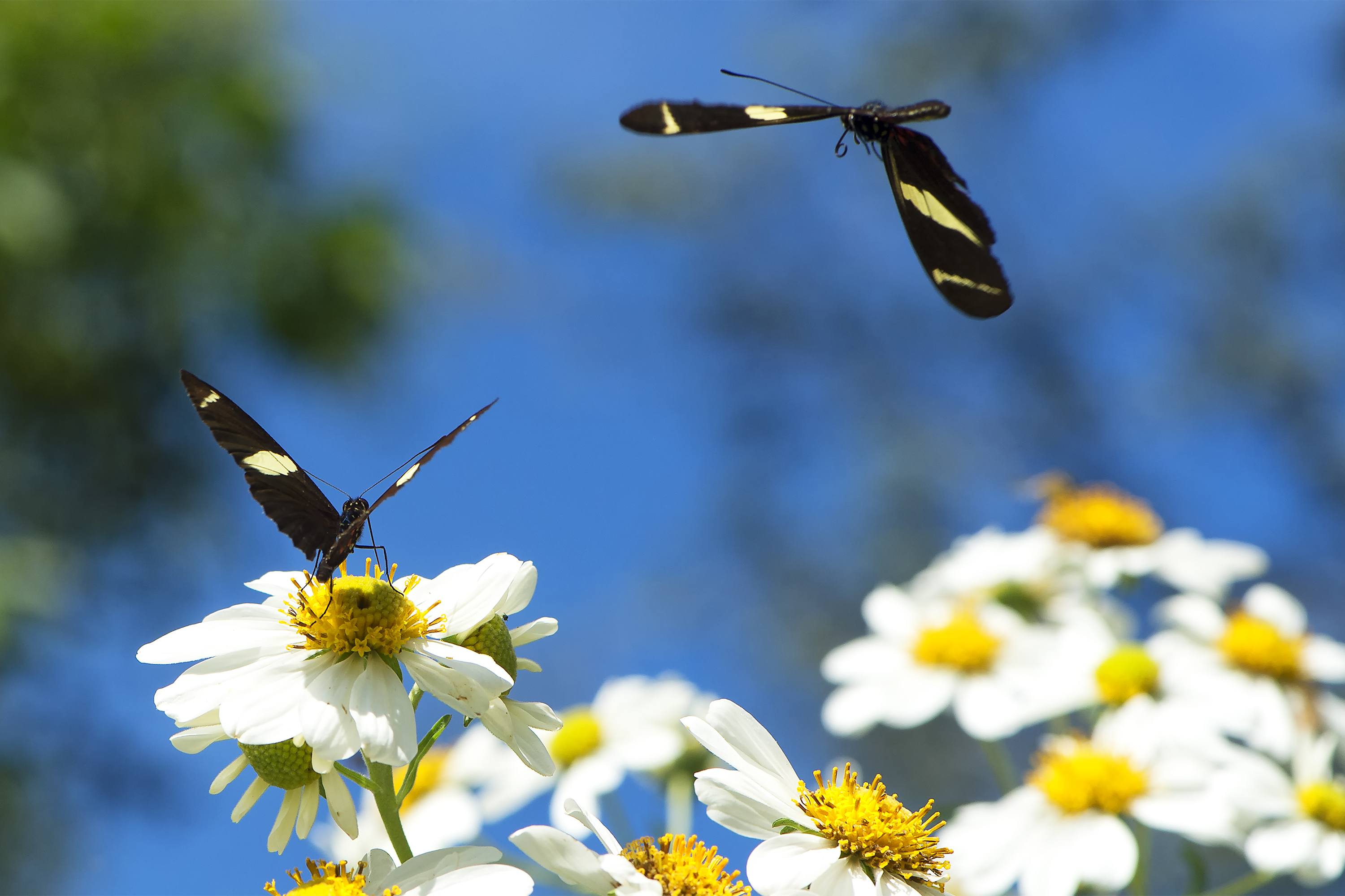 Foto de áreas preservadas paranaenses