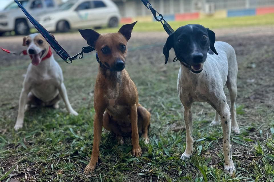 Com destaque para RMC, CastraPet vai beneficiar cães e gatos de 42 cidades em fevereiro